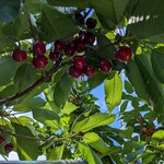 田中果樹園 - 田中果樹園