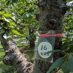 田中果樹園 - 田中果樹園