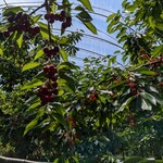 田中果樹園 - 田中果樹園