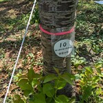 田中果樹園 - 田中果樹園