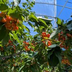 田中果樹園 - 田中果樹園