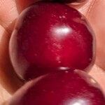 田中果樹園 - 田中果樹園