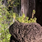 銀しゃり ろばた 変化球 - 癒しポイント