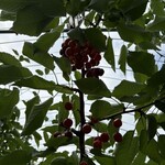 くだもの公園　山田園 - 料理写真: