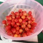 さくらんぼ山観光農園 - 