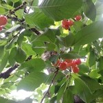 さくらんぼ山観光農園 - 