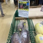 伊都菜彩 - 珍しか〜♪