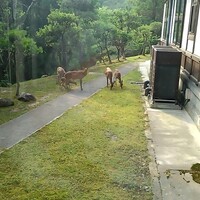 メインダイニングルーム 三笠 - 