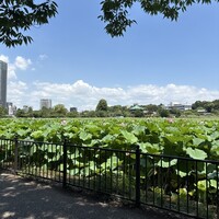 鰻割烹 伊豆栄 不忍亭 - 