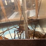 弁天島 山本亭 - カウンター脇の伊勢海老と見つめ合う