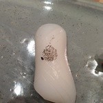 すし岩瀬 - 新イカ