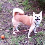 仔犬のワルツ - ドッグランではご機嫌でしたが・・・