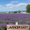 ファーム富田 ラベンダーイースト