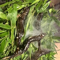 御料理ふじ居 - 