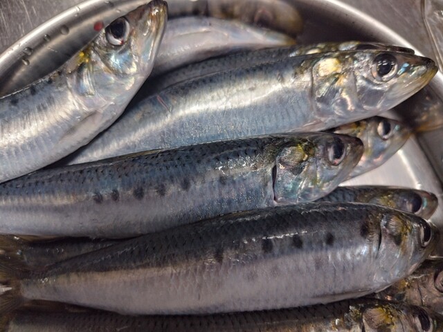 平初鮮魚店 - 女川（その他）の写真