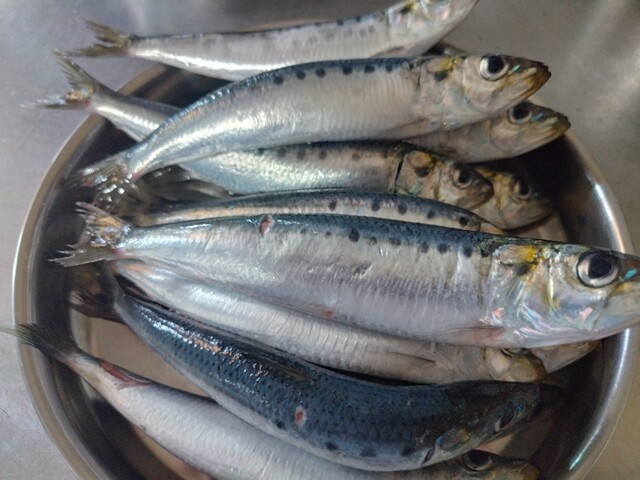 平初鮮魚店 - 女川（その他）の写真