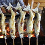 杉ケ瀬ヤナ - 今年は少し痩せています