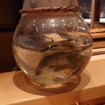 伯雲 - 長野県天竜川の鮎のお披露目