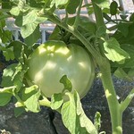 インデアンレストラン  ニューミラ - 