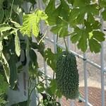 インデアンレストラン  ニューミラ - 