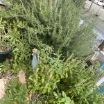 おかわりビュッフェニコミーニョ - 