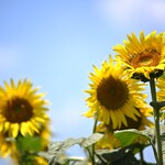 家系ラーメン 王道家 - 周辺で咲くひまわり