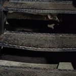 秋元屋 - ねこちゃん