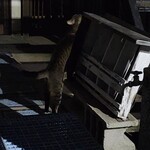 秋元屋 - ハクビシンみたいなねこちゃん