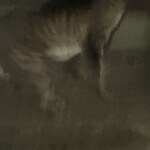 秋元屋 - ホラー