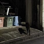 秋元屋 - ねこちゃん