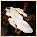 自然屋 - お店の周辺にて