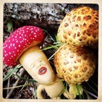 自然屋 - ヌメリスギタケモドキ　お店の周辺にて