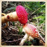 自然屋 - 同じくらいのカリ、いやカサだね！お店の周辺にて