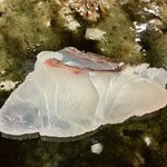 鮨桂太 - マダイ