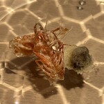 成生 - 頭　味噌