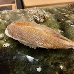 鮨桂太 - カスゴ