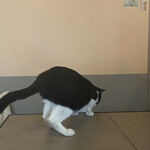 ラザニア・ラザニヤ - 