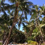 Ululani's Hawaiian Shave Ice - 