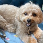 NEWシクロCafe 蒼きパパイヤの香り - 今日のくるみちゃん