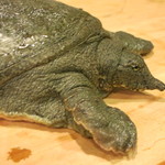 うを徳 - スッポンの服部君（後に女性と判明）を目の前で解体していただきました！グロい！