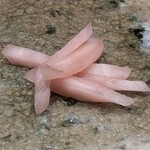 神田錦町 鮨たか晴 - 新生姜