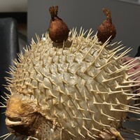 6 - 