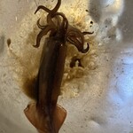 はこだて ふさや 大門店 - 捌いてくれる生きてるイカ