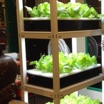 天香回味養生煮 - 店内でLEDで栽培されているレタス