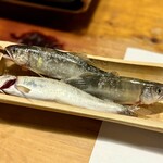 鮎茶屋 かわせ - まだピチピチ生きています