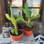 キッチン＆コーヒーCACTUS - 