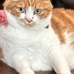 しのカフェ - 可愛いあめちゃん(⑉• •⑉)