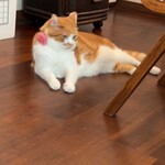 しのカフェ - リラックスモードのあめちゃん❤︎