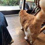 しのカフェ - 長いしっぽが可愛い❤︎