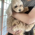 古民家cafe kiara - 